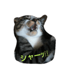 zorochannosyasinstamp（個別スタンプ：7）