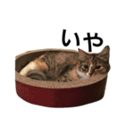 金場家のののちゃん（個別スタンプ：4）