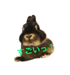 ぽぽのスタンプ（個別スタンプ：20）