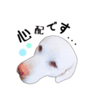 毎日こなちゃん✱使える敬語（個別スタンプ：17）