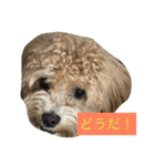 毎日犬のクッキー（個別スタンプ：4）