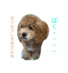 毎日犬のクッキー（個別スタンプ：6）
