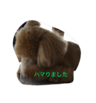 毎日犬のクッキー（個別スタンプ：7）