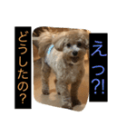 毎日犬のクッキー（個別スタンプ：9）
