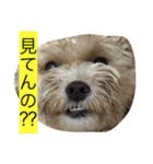毎日犬のクッキー（個別スタンプ：12）