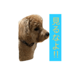 毎日犬のクッキー（個別スタンプ：13）