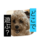 毎日犬のクッキー（個別スタンプ：14）