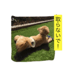 毎日犬のクッキー（個別スタンプ：15）