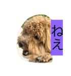 毎日犬のクッキー（個別スタンプ：16）