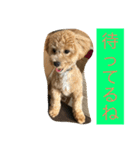 毎日犬のクッキー（個別スタンプ：17）