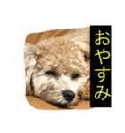 毎日犬のクッキー（個別スタンプ：18）