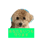 毎日犬のクッキー（個別スタンプ：19）