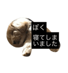 毎日犬のクッキー（個別スタンプ：20）
