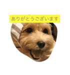 毎日犬のクッキー（個別スタンプ：23）