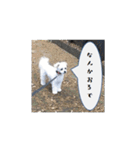 関西弁のチワマル「ロックくん」（個別スタンプ：8）