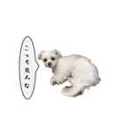 関西弁のチワマル「ロックくん」（個別スタンプ：15）