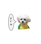 関西弁のチワマル「ロックくん」（個別スタンプ：19）