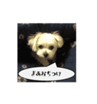 関西弁のチワマル「ロックくん」（個別スタンプ：21）