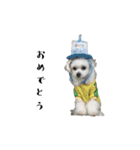関西弁のチワマル「ロックくん」（個別スタンプ：25）