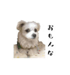 関西弁のチワマル「ロックくん」（個別スタンプ：26）