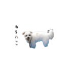 関西弁のチワマル「ロックくん」（個別スタンプ：30）