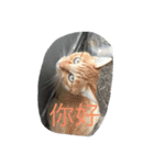 ゆかいな猫と中国語（個別スタンプ：1）