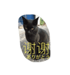 ゆかいな猫と中国語（個別スタンプ：2）