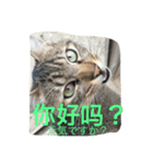 ゆかいな猫と中国語（個別スタンプ：3）