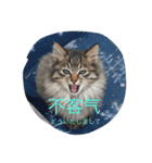 ゆかいな猫と中国語（個別スタンプ：4）