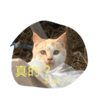 ゆかいな猫と中国語（個別スタンプ：6）
