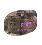 ゆかいな猫と中国語（個別スタンプ：7）