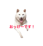 コメ★スタ（個別スタンプ：1）