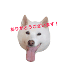 コメ★スタ（個別スタンプ：3）