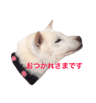 コメ★スタ（個別スタンプ：4）