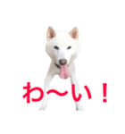 コメ★スタ（個別スタンプ：6）