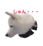 コメ★スタ（個別スタンプ：7）