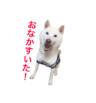 コメ★スタ（個別スタンプ：8）