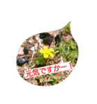 I-RO-TO-RI-DO-RI（個別スタンプ：1）
