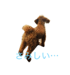 トイプードルのこうちゃん2（個別スタンプ：3）