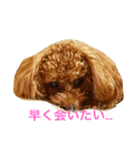 トイプードルのこうちゃん2（個別スタンプ：4）