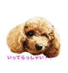 トイプードルのこうちゃん2（個別スタンプ：6）