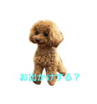 トイプードルのこうちゃん2（個別スタンプ：10）