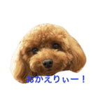 トイプードルのこうちゃん2（個別スタンプ：11）