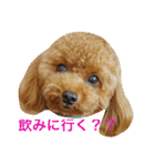 トイプードルのこうちゃん2（個別スタンプ：12）
