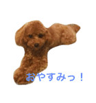 トイプードルのこうちゃん2（個別スタンプ：14）