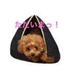 トイプードルのこうちゃん2（個別スタンプ：22）