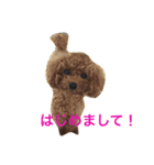 トイプードルのこうちゃん2（個別スタンプ：23）