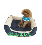 トイプードルのこうちゃん2（個別スタンプ：24）