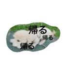 coach's stamp（個別スタンプ：6）