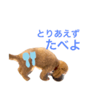 coach's stamp（個別スタンプ：7）